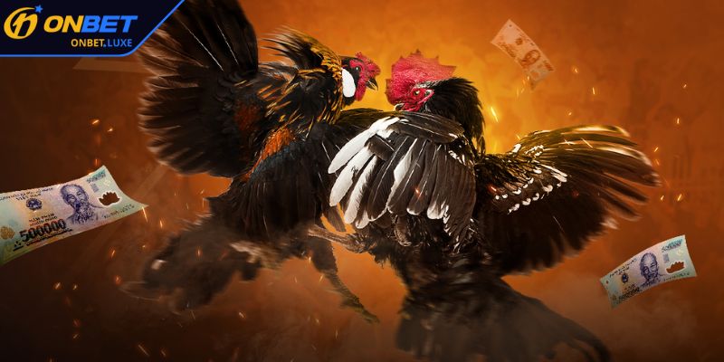 Hướng dẫn cách cược Đá Gà ONBET cho người mới bắt đầu